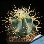 بذر فروکاکتوس گلوسنس (Ferocactus glaucescens)