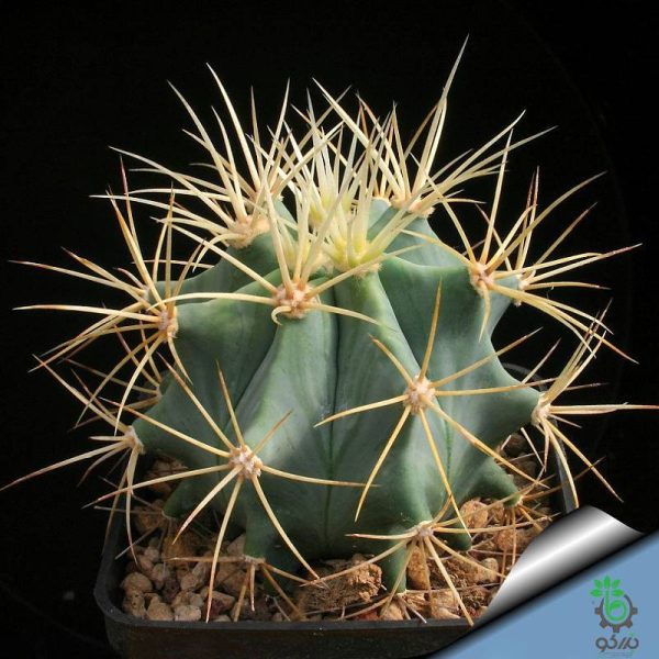 بذر فروکاکتوس گلوسنس (Ferocactus glaucescens)