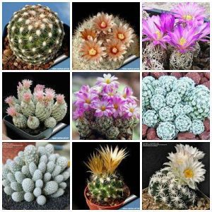 بذر کاکتوس اسکوباریا گونه های میکس (escobaria mischung)
