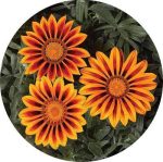 بذر گل گازانیا  گلد اسمیت نارنجی (Gazania rigens Kiss Orange Flame)