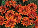 بذر گل گازانیا  گلد اسمیت نارنجی (Gazania rigens Kiss Orange Flame)