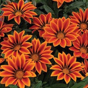 بذر گل گازانیا  گلد اسمیت نارنجی (Gazania rigens Kiss Orange Flame)