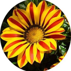 بذر گل گازانیا  گلد اسمیت شعله زرد (Gazania rigens Kiss Yellow Flame)