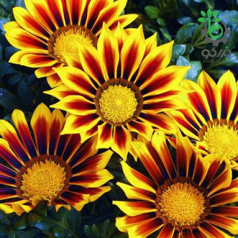 بذر گل گازانیا  گلد اسمیت شعله زرد (Gazania rigens Kiss Yellow Flame)