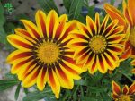 بذر گل گازانیا  گلد اسمیت شعله زرد (Gazania rigens Kiss Yellow Flame)