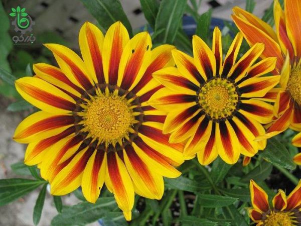 بذر گل گازانیا  گلد اسمیت شعله زرد (Gazania rigens Kiss Yellow Flame)