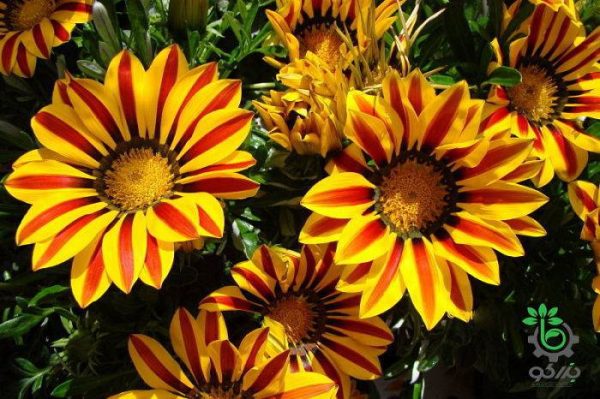 بذر گل گازانیا  گلد اسمیت شعله زرد (Gazania rigens Kiss Yellow Flame)