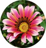 بذر گل گازانیا گلد اسمیت سرخ (Gazania rigens Kiss Rose)