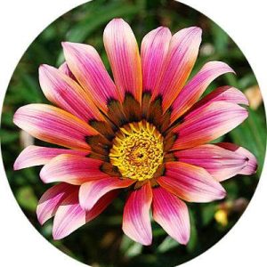 بذر گل گازانیا گلد اسمیت سرخ (Gazania rigens Kiss Rose)