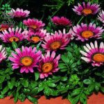 بذر گل گازانیا گلد اسمیت سرخ (Gazania rigens Kiss Rose)