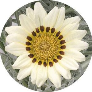 بذر گل گازانیا گلد اسمیت سفید (Gazania rigens Kiss White)