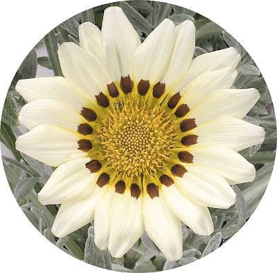 بذر گل گازانیا گلد اسمیت سفید (Gazania rigens Kiss White)