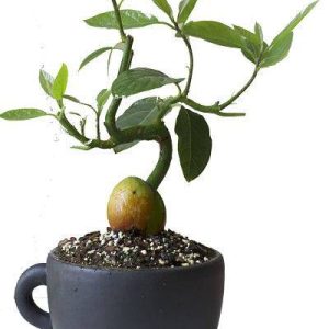 بذر بونسای (بذر درخت میوه جادویی) آووکادو یا Avocado