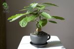 بذر بونسای (بذر درخت میوه جادویی) آووکادو یا Avocado