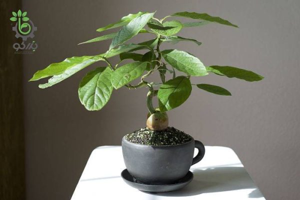 بذر بونسای (بذر درخت میوه جادویی) آووکادو یا Avocado