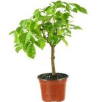 بذر درخت (بونسای) افرا زینتی یا افرا سیاه آمریکایی