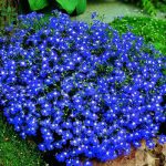 بذر گل زیبای لوبلیا ارینوس آبی (Lobelia Erinus Blue Moon)