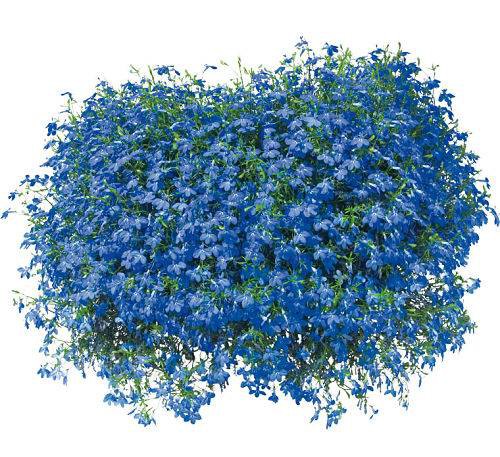 بذر گل زیبای لوبلیا ارینوس آبی (Lobelia Erinus Blue Moon)