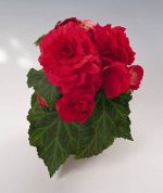 بذر کمیاب گل بگونیا غده ای قرمز (Begonia tuberyhybrida f1 go-go)