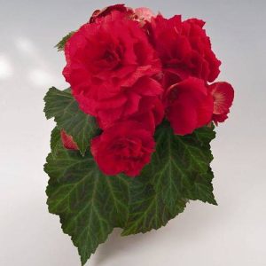 بذر کمیاب گل بگونیا غده ای قرمز (Begonia tuberyhybrida f1 go-go)