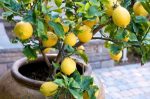 بذر LEMON TREE (لیمو)