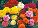 بذر آلاله مچاله الوان | آنمان الوان | بذر آنمون | Ranunculus Mache Mix