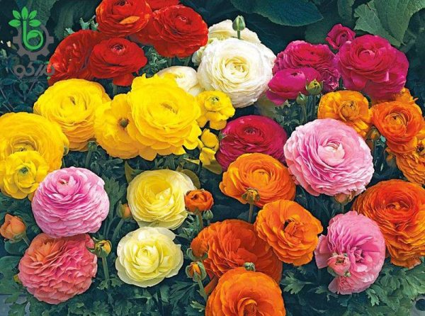 بذر آلاله مچاله الوان | آنمان الوان | بذر آنمون | Ranunculus Mache Mix