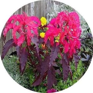 بذر گل آمارانتوس یا تاج خروس گونه Amaranthus Tricolor Early Splendor