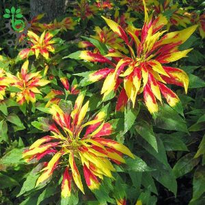 بذر آمارانتوس F1 یا تاج خروس گونه Amaranthus Tricolor Splendens Perfecta