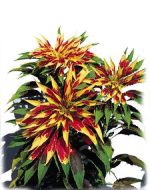 بذر آمارانتوس F1 یا تاج خروس گونه Amaranthus Tricolor Splendens Perfecta