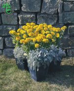 بذر گل رودبکیا مایا یا سوسن چشم سیاه (Rudbeckia hirta Maya)