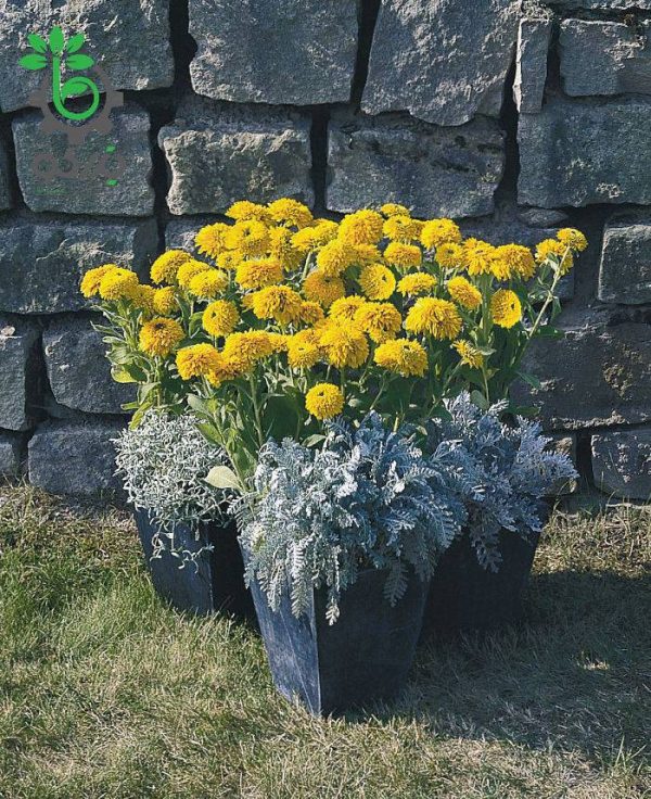 بذر گل رودبکیا مایا یا سوسن چشم سیاه (Rudbeckia hirta Maya)