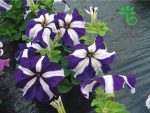 بذر گل اطلسی اولترا گونه (petunia grandiflora f1 ultra blue star)
