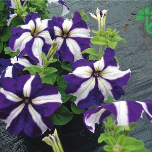بذر گل اطلسی اولترا گونه (petunia grandiflora f1 ultra blue star)