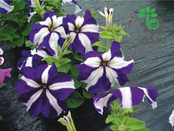 بذر گل اطلسی اولترا گونه (petunia grandiflora f1 ultra blue star)