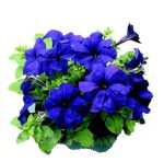 بذر گل اطلسی اولترا آبی گونه (petunia grandiflora f1 ultra Blue)