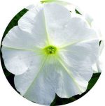 بذر گل اطلسی اولترا سفید (petunia grandiflora f1 ultra White)