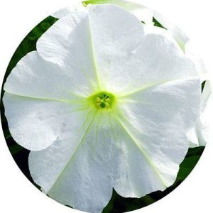 بذر گل اطلسی اولترا سفید (petunia grandiflora f1 ultra White)