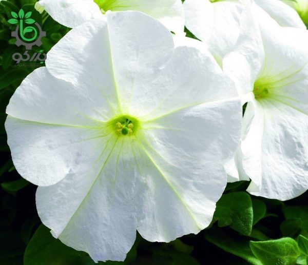 بذر گل اطلسی اولترا سفید (petunia grandiflora f1 ultra White)