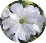 بذر گل اطلسی اولترا (petunia grandiflora f1 ultra White Fresh White)