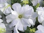 بذر گل اطلسی اولترا (petunia grandiflora f1 ultra White Fresh White)