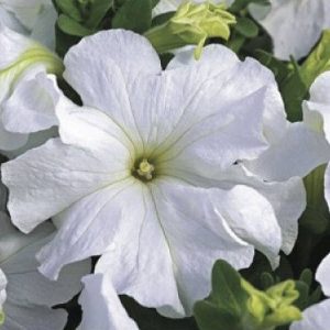 بذر گل اطلسی اولترا (petunia grandiflora f1 ultra White Fresh White)