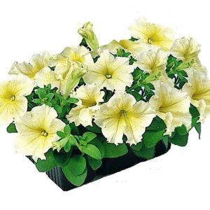بذر گل اطلسی گل درشت زرد گونه (Petunia Mirage Yellow F1 Hybrid)