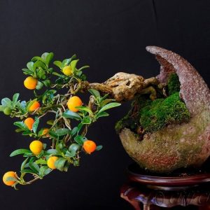 بذر Bonsai Orange  (پرتقال)