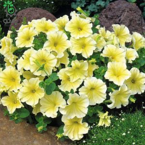 بذر گل اطلسی گل درشت زرد گونه (Petunia Mirage Yellow F1 Hybrid)