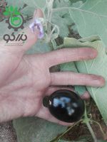 بذر کمیاب بادنجان یا بادمجان سونا بابو هندی (Brinjal Sona Babu)