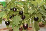 بذر کمیاب بادنجان یا بادمجان سونا بابو هندی (Brinjal Sona Babu)