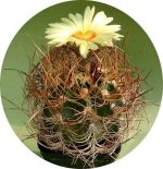 بذر کاکتوس آستروفیتوم کاپریکورن آرئوم (Astrophytum senilis aureum)