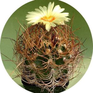 بذر کاکتوس آستروفیتوم کاپریکورن آرئوم (Astrophytum senilis aureum)