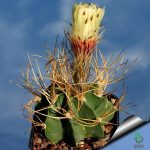 بذر کاکتوس آستروفیتوم کاپریکورن آرئوم (Astrophytum senilis aureum)